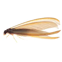 Termite Swarmer