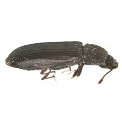 Powder Post Beetle