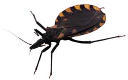 Kissing Bug