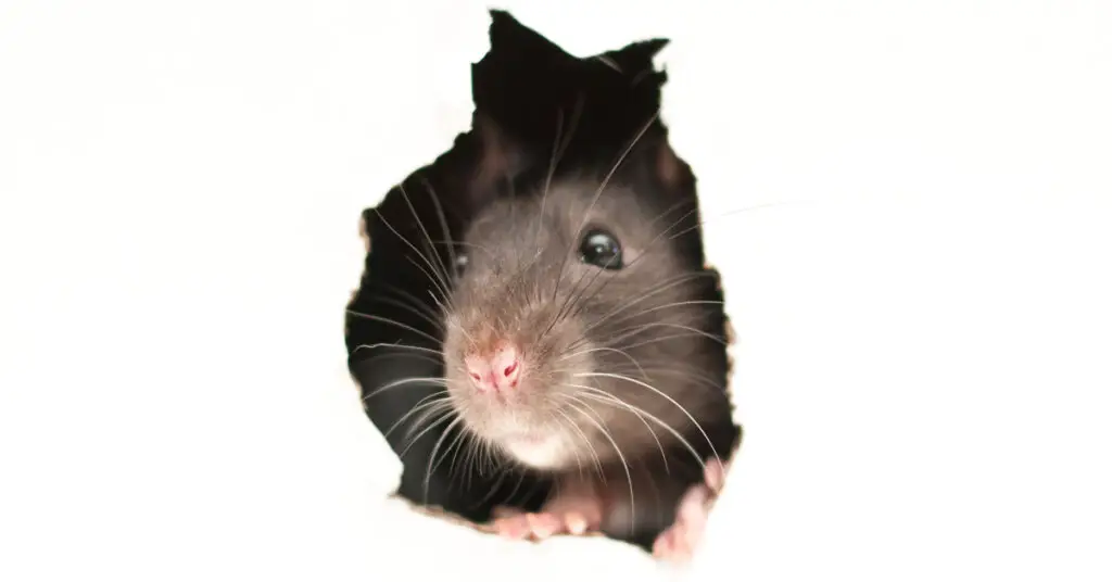 rat