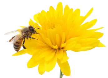 bee