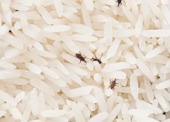 Rice Weevil