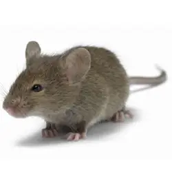 house-mouse