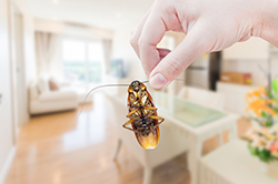 Woman's Hand holding cockroach on room in house background
