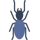 termite