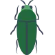 beetles