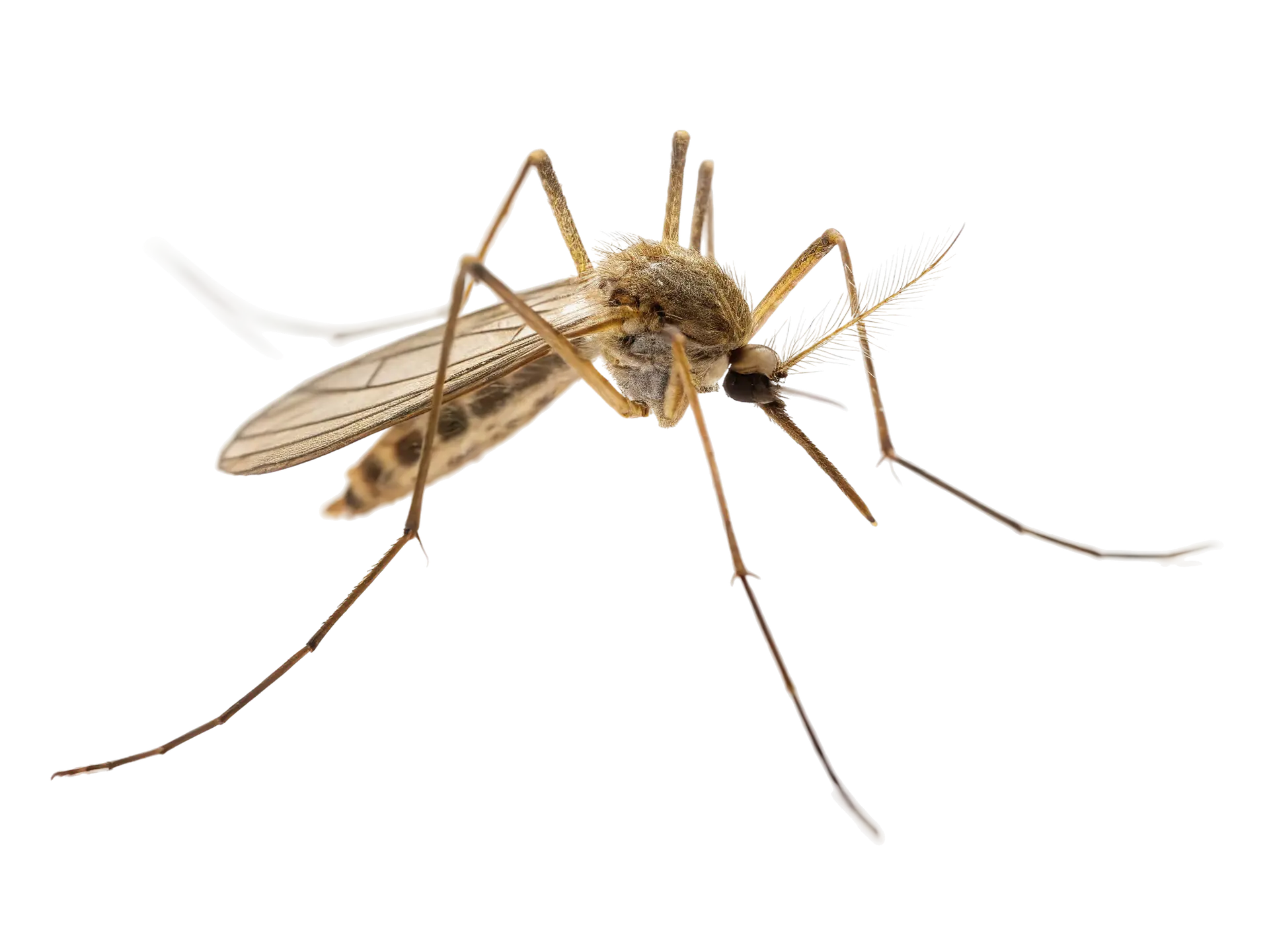 Adobestock — Eco Tech Pest Control Chicago