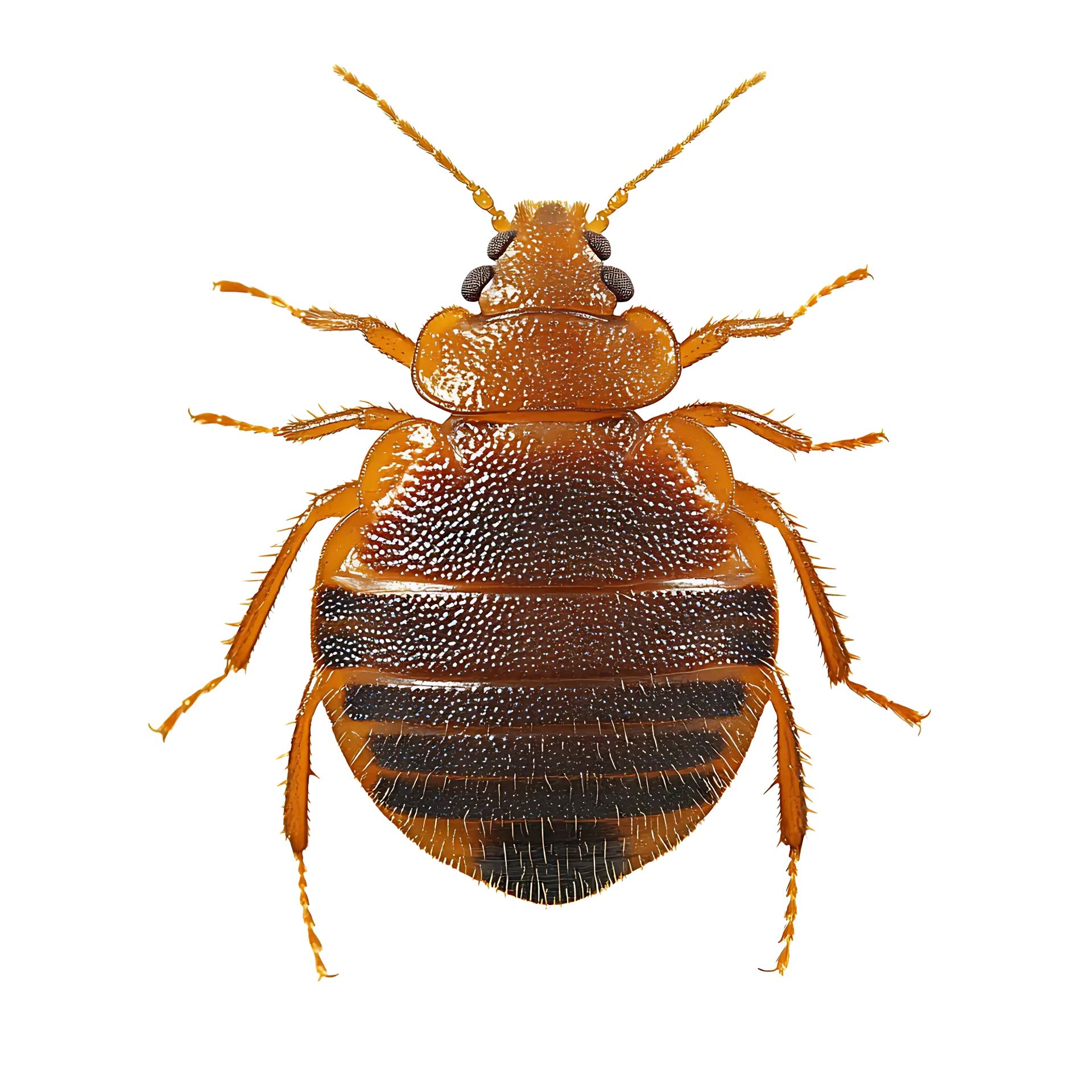 Adobestock — Eco Tech Pest Control Chicago