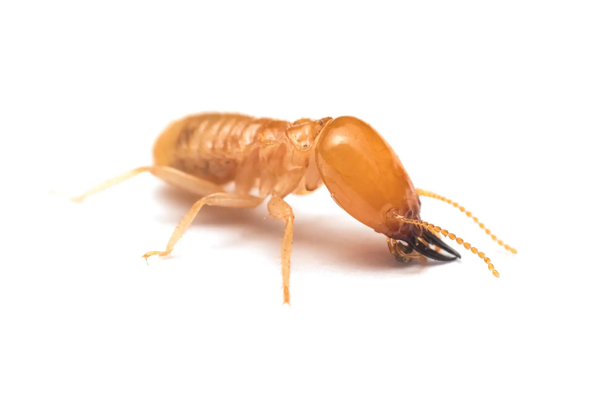 termite on white background — Eco Tech Pest Control