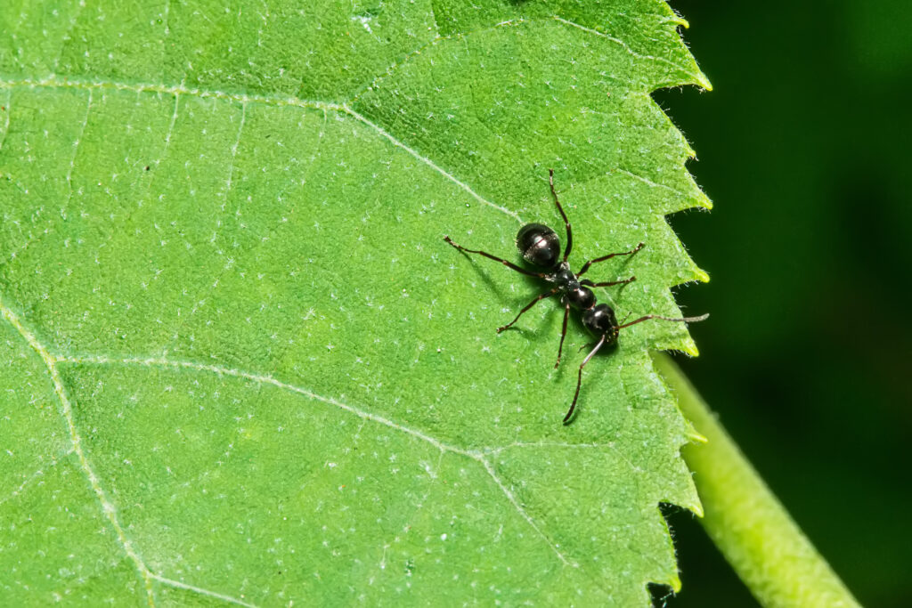 Close up of carpenter ant on a leave. A unwelcome Summer Visitor.