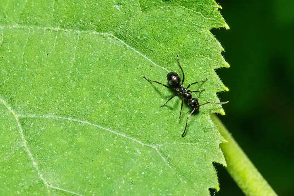 Close up of carpenter ant on a leave. A unwelcome Summer Visitor.
