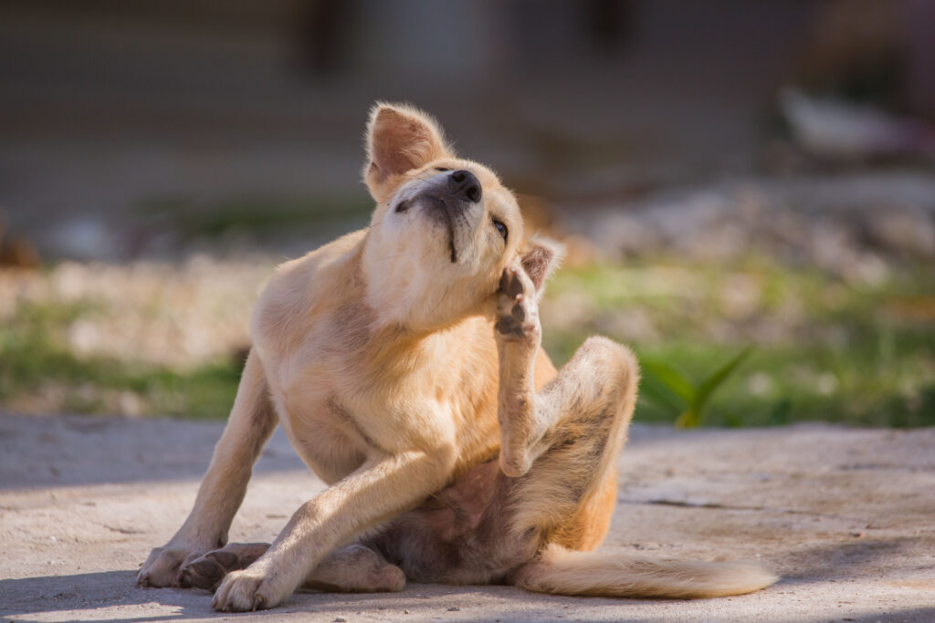 itchy pets, itchy dogs
