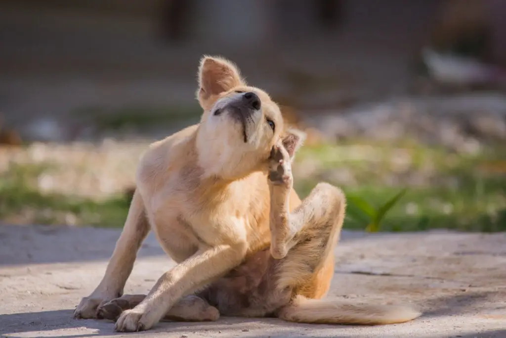 itchy pets, itchy dogs