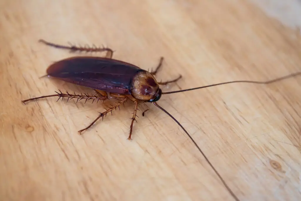 cockroaches and water bugs