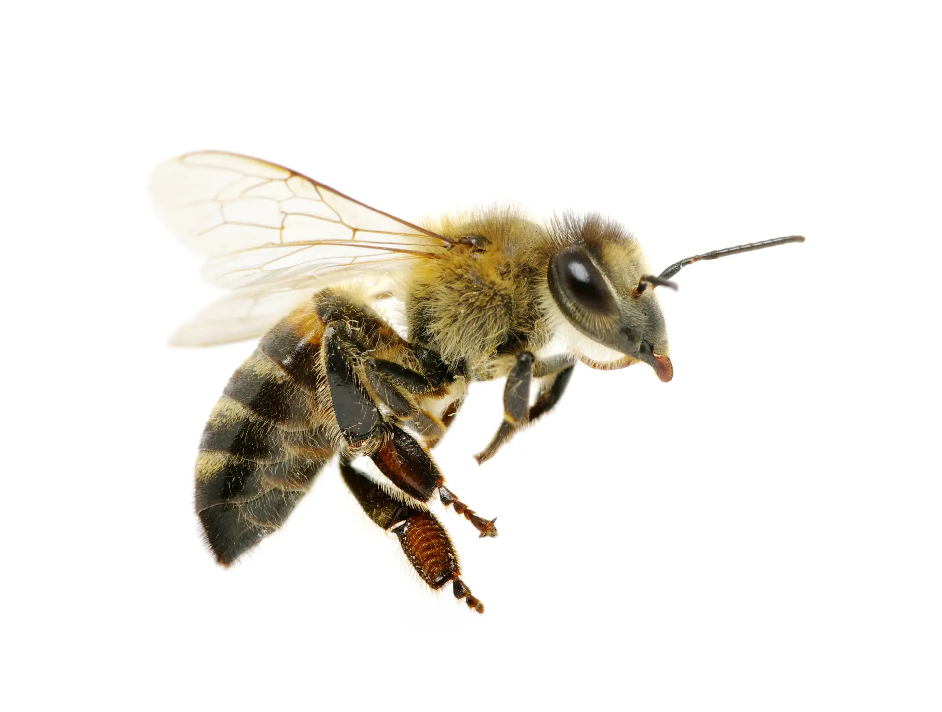 Adobestock — Eco Tech Pest Control Chicago