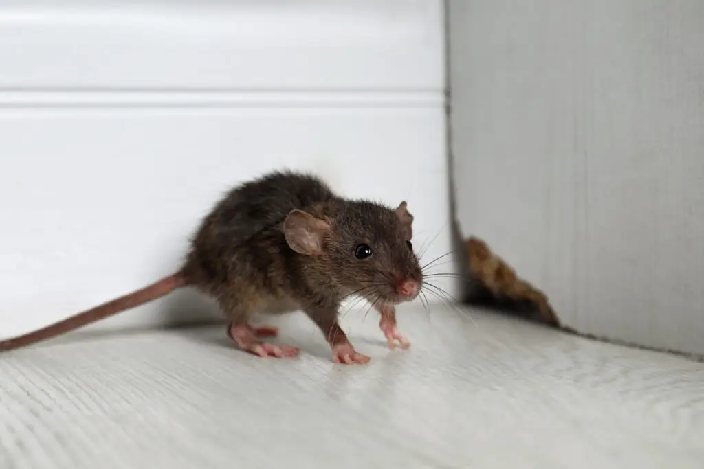 Example of The Importance of Regular Pest Inspections