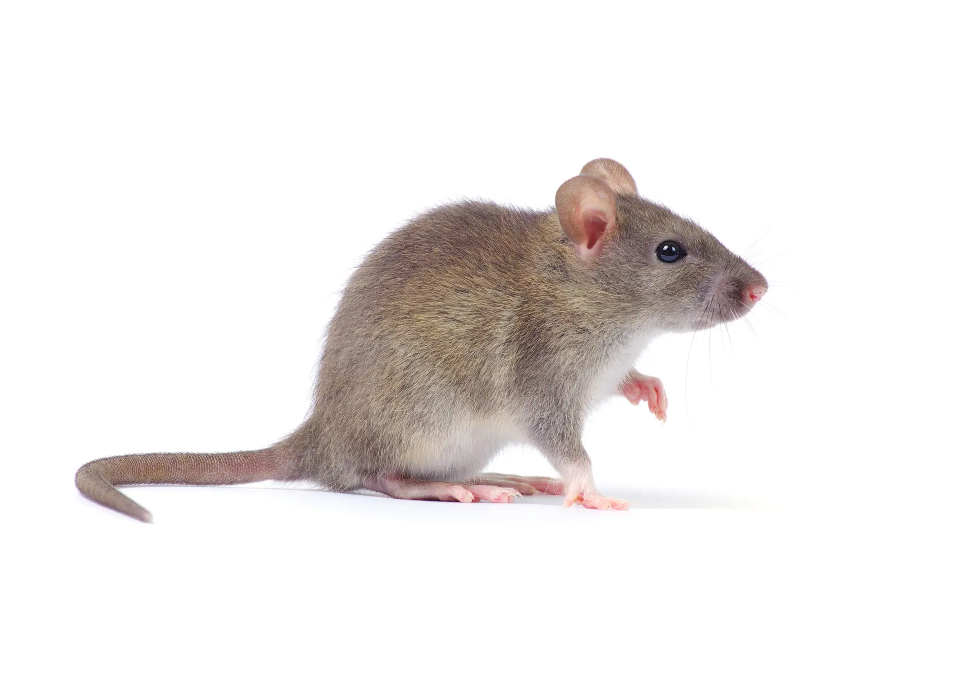 Adobestock — Eco Tech Pest Control Chicago