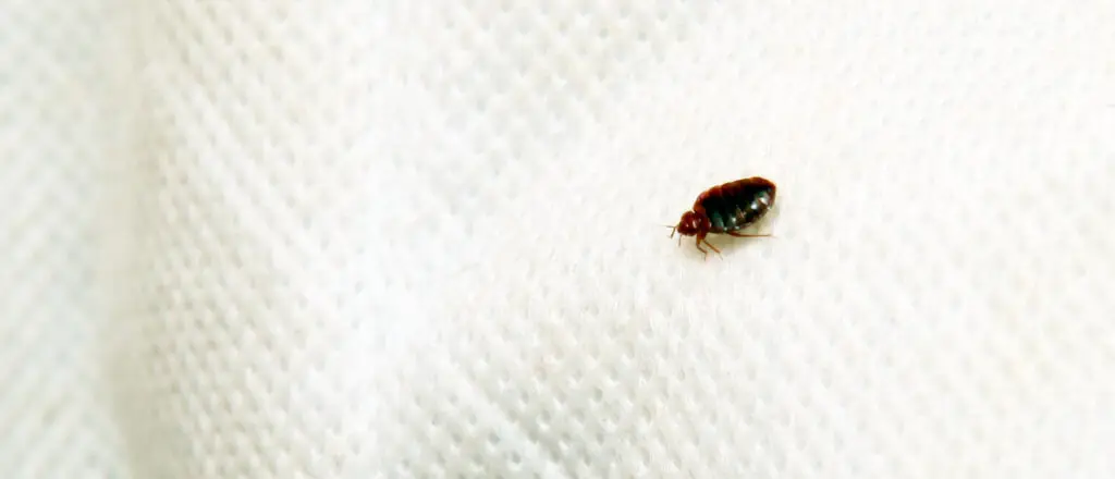 bed bug closeup — Eco Tech Pest Control Chicago