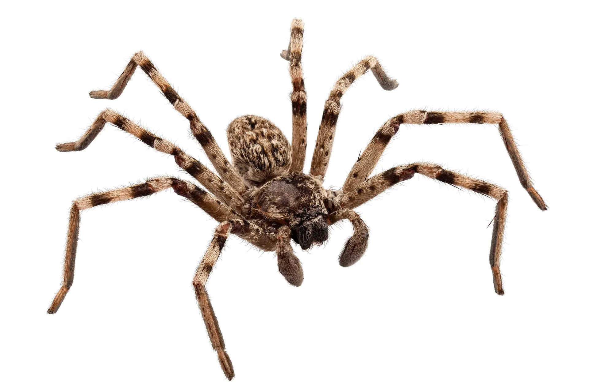 spider pest control — Eco Tech Chicago