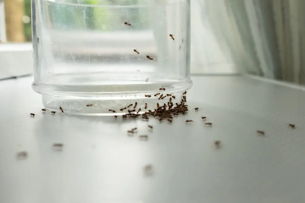 Ants on the kitchen