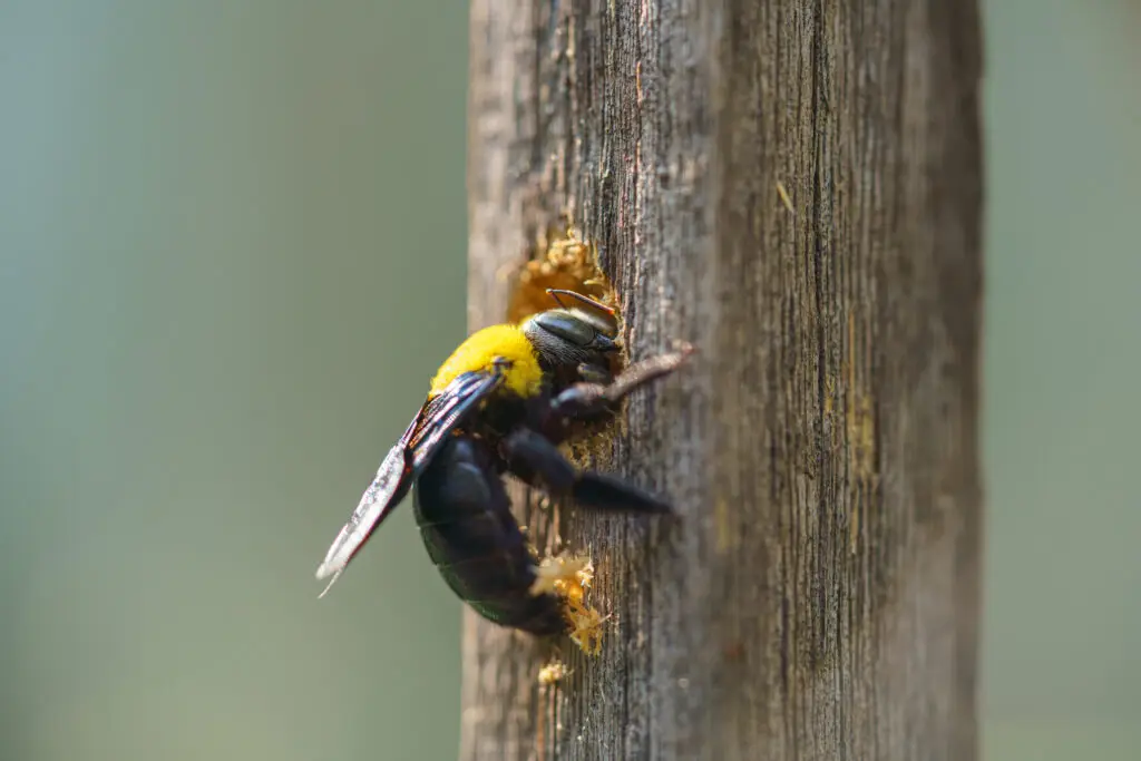 Wood-Destroying Pests, Carpenter bee drilling holes in wood full of sawdust.