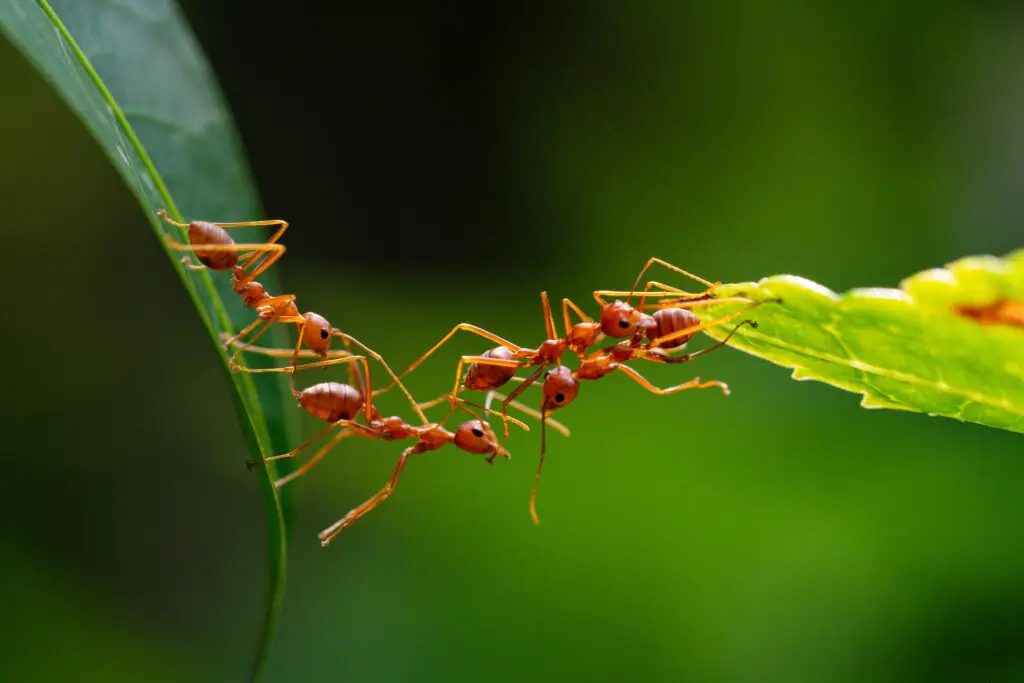 ants in your yard. outdoors.