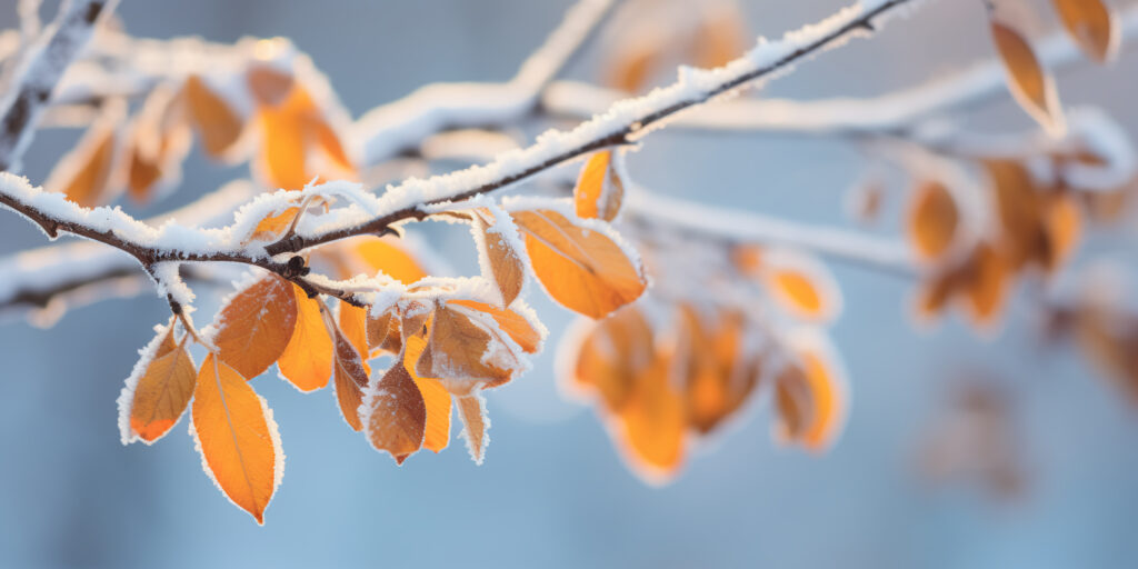 Prevent Bugs in Your Home During Cold