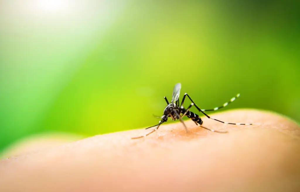 Mosquito sucking blood on human skin with nature background during mosquito season.