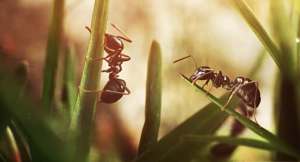 Ants
