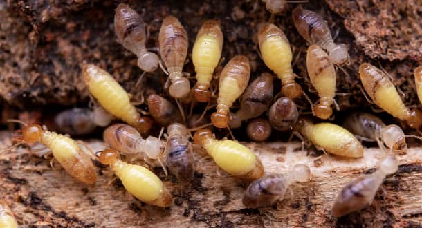 Termites