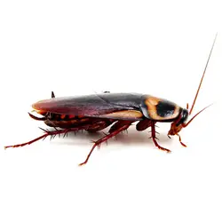 american-cockroach