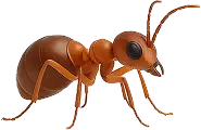 ant control — Eco Tech Pest Control Chicago