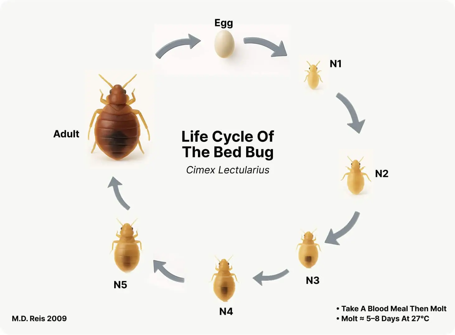 bed bug life cycle
