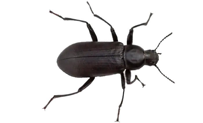 beetle pest control — Eco Tech Chicago