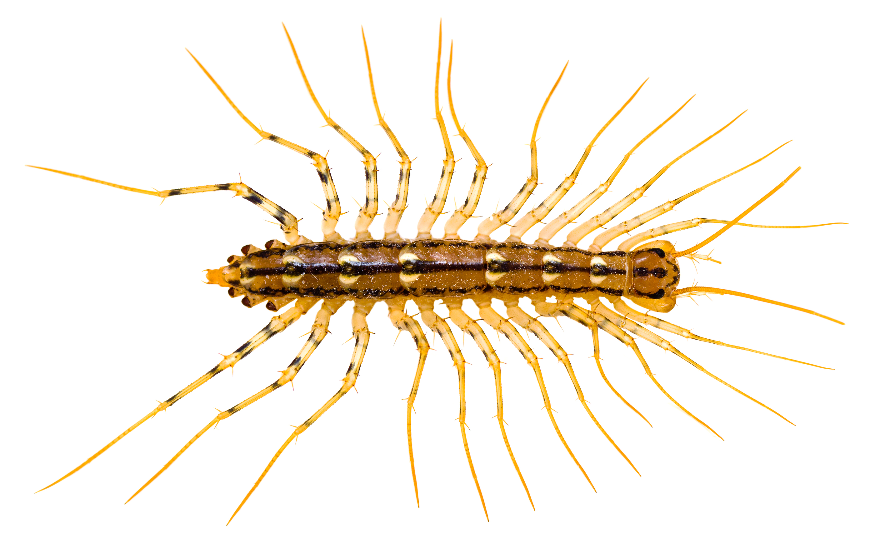 Centipede