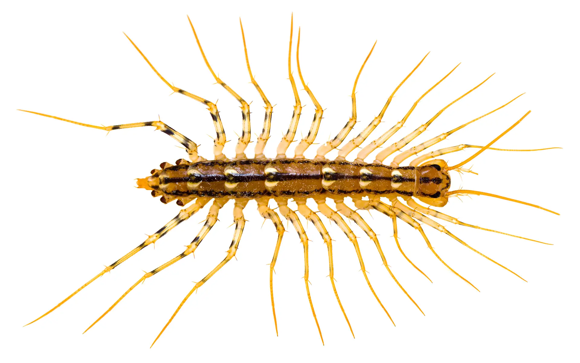 Centipede