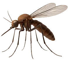 mosquito control — Eco Tech Pest Control Chicago