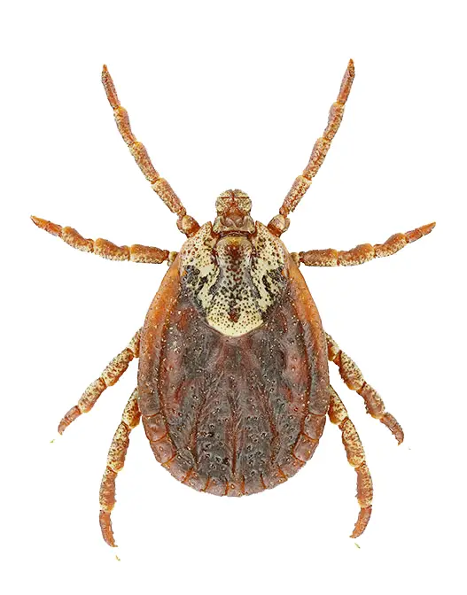 tick pest control — Eco Tech Chicago